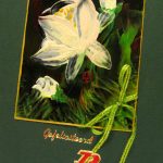 Felicitatie